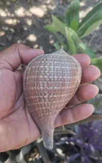 تندیس و دکور  منزل یا مغازه