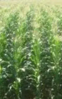 ذرت علوفه ای
