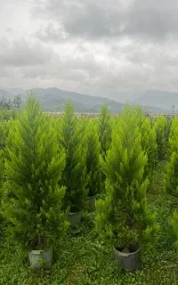 استخدام کارگر با حقوق + سکونت رایگان