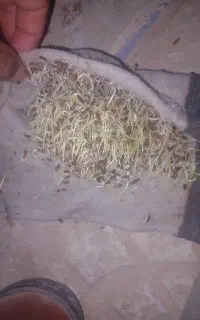 شلتوک بذری  درجه ۱