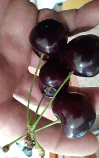 گیلاس تک دانه