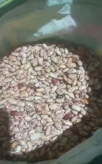 لوبیا چیتی