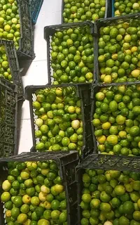 پوره لیمو مخصوص شربت ابلیمو برای مراسم