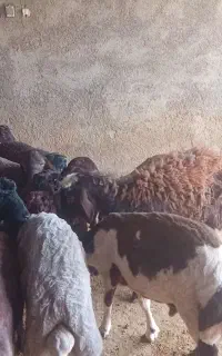 فروش بره پای پروار