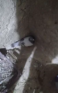 کبوتر