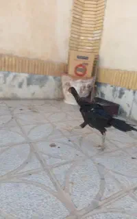 جوجه لاری