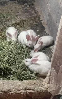 بچه خرگوش سفید
