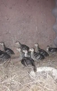 ده بچه بوقلمون برنز۴۵روزه
