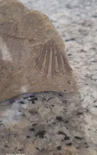 فصیل با قدمت ۱۰۰ ملیون سال و شناسنامه دار