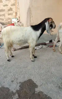 پازن