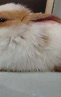 بچه خرگوش