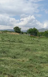 علوفه پرس خشه یونجه سال اول