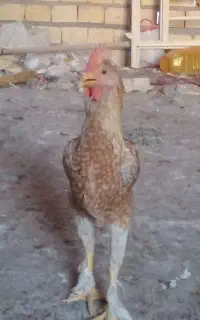 خروس دورگه برهما