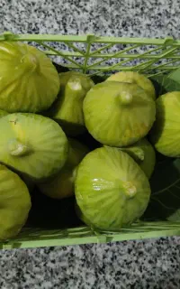 انجیر سفید