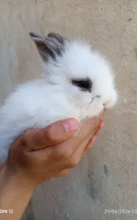 خرگوش لپ