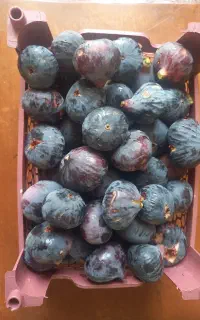 انجیر تازه