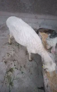 میش