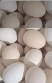 تخم مرغ