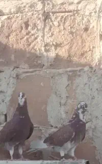 کبوتر پرشی