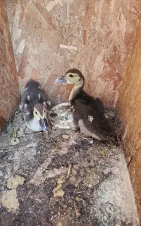 اردک اسرائیلی با جوجه