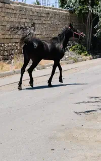 مادیان سه ساله