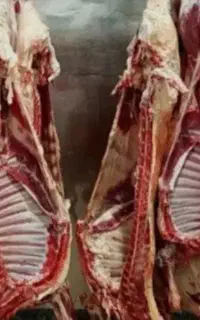 نوریع عمده گوشت گوساله