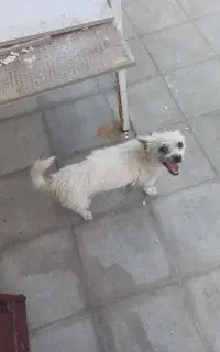 سگ پا کوتاه