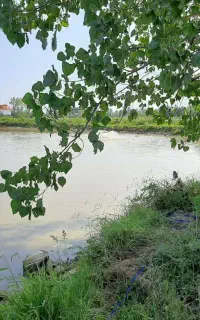 کارشناس استخر پرورش ماهی - مشاور