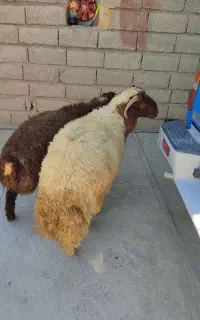 کاور