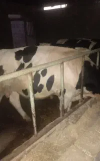 گوساله نر