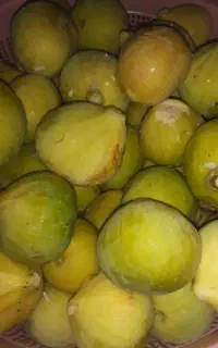انجیر