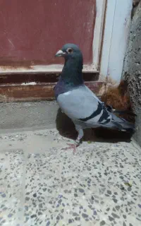 کفتر مسافتی نر