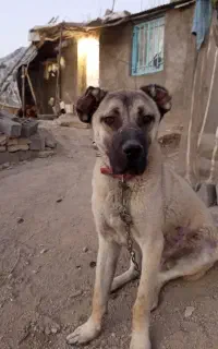سگ سراب۱۰ماه