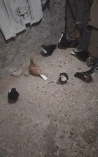 کبوتر...