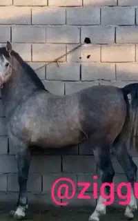 اصیل دره شوری معاوضه با موتور
