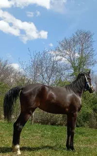 اسب