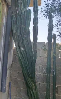 کاکتوس
