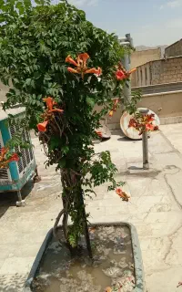 گل زینتی پیچ اناری