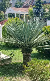 همکار خانوم جهت همکاری در گلخانه