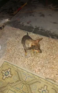 سگ پاکوتاه