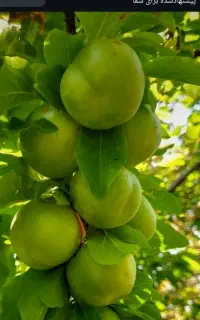 نهال فروشی