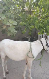 فروش الاغ گله