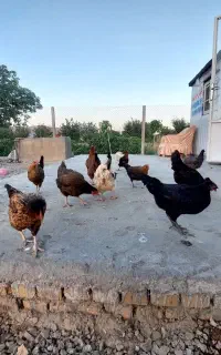 مرغ تخم گذار
