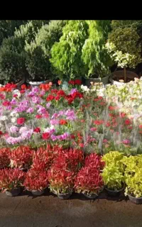 خدمات گلکاری باغبانی کاشت گل و گیاه  انجام میشود