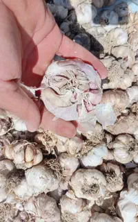 سیر خندان