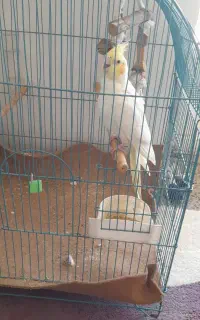 عروس هلندی ماده