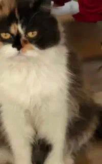 گربه