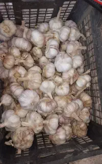 سیر قرمز دشت مغان