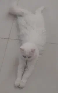 گربه پرشین ماده