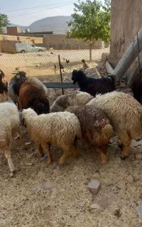 بره و چپش